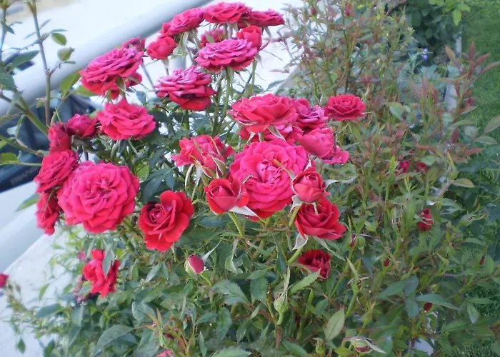 Anatolia Appartement *