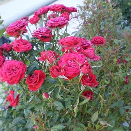 Anatolia 아파트 *